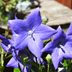 Balloon Flower Care and Growing Tips