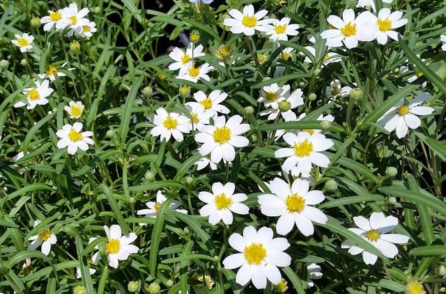Blackfoot Daisy Melampodium leucanthum