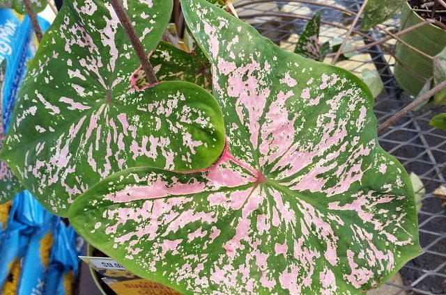 Caladiums Shade Gardens