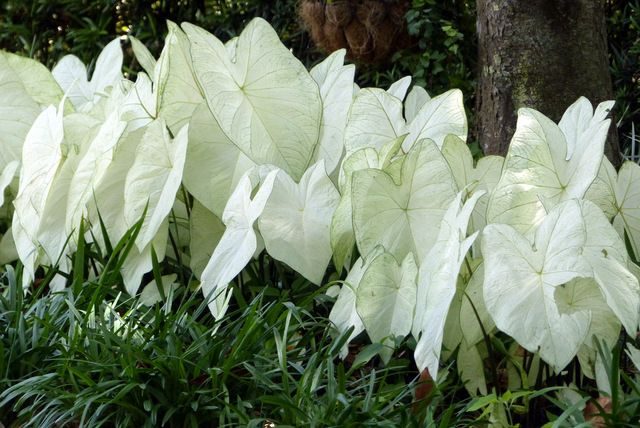 Caladiums Shade Gardens