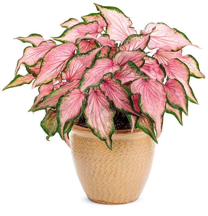 Pwheart To Heart Va Va Violet caladium