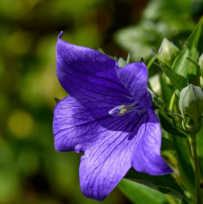 astra blue balloon flower