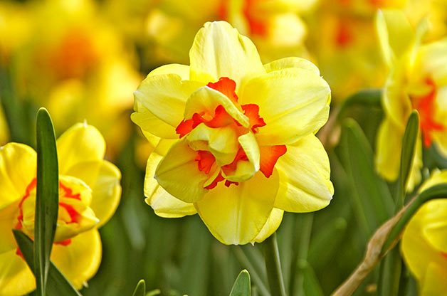 daffodil bulbs
