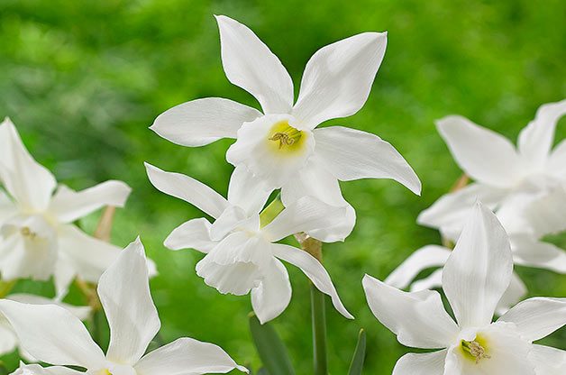 daffodil bulbs