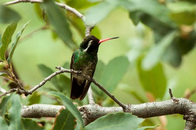 Hummingbirds of Southeast Arizona