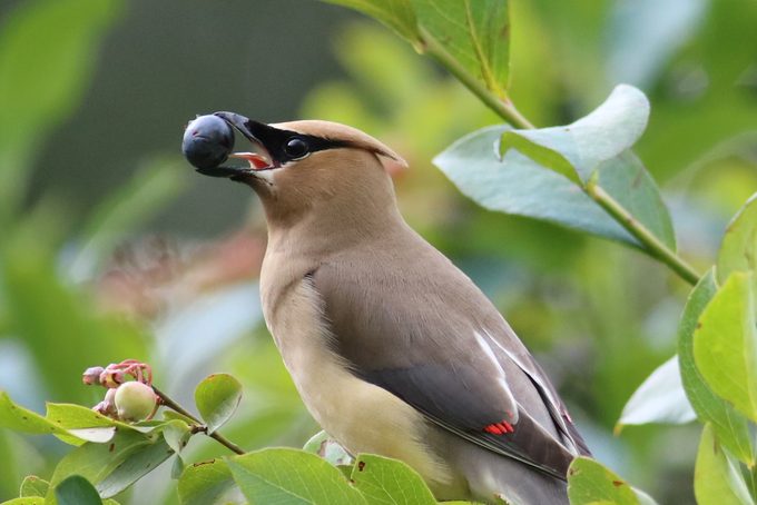 cedar waxwing eating berries