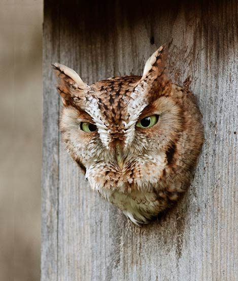 eastern screech owl