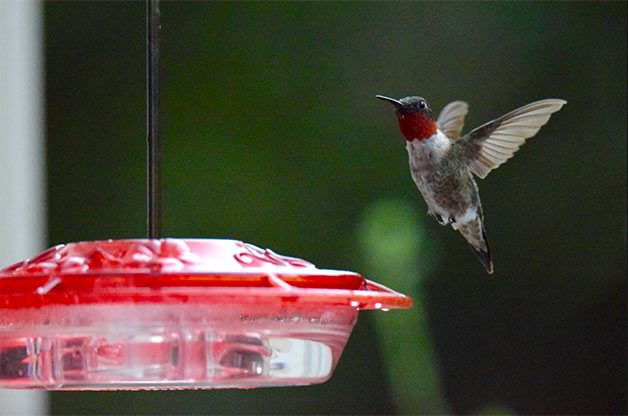 Hummingbird lands on sugar water feeder.