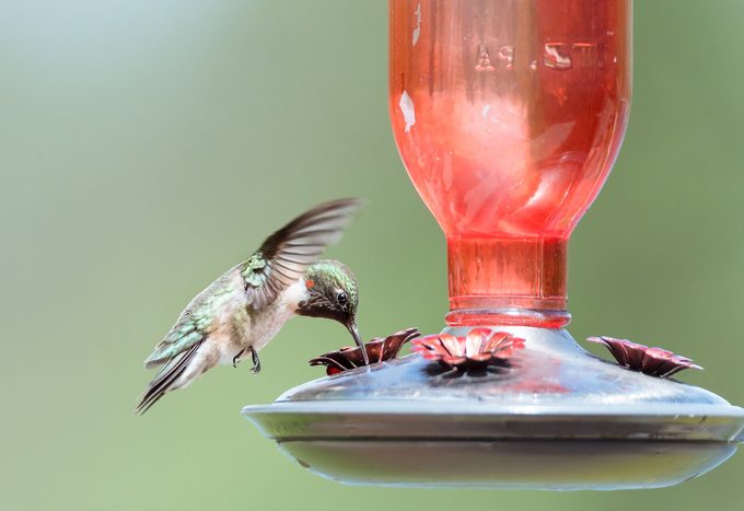 hummingbird feeder