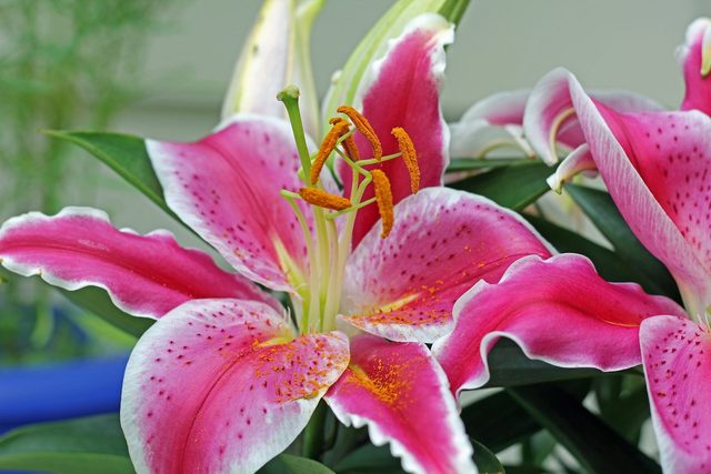 oriental lily