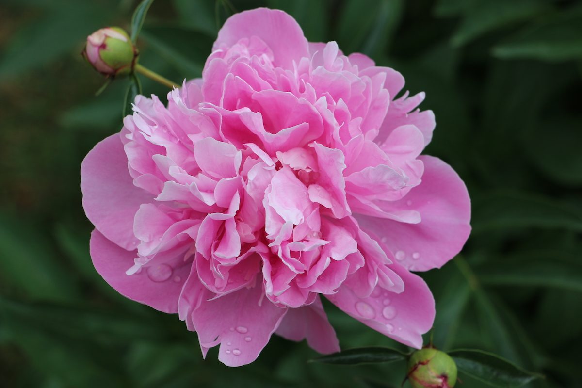 peony bloom