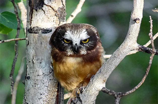 saw whet owl