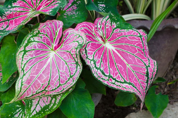 fancy-leaved caladium