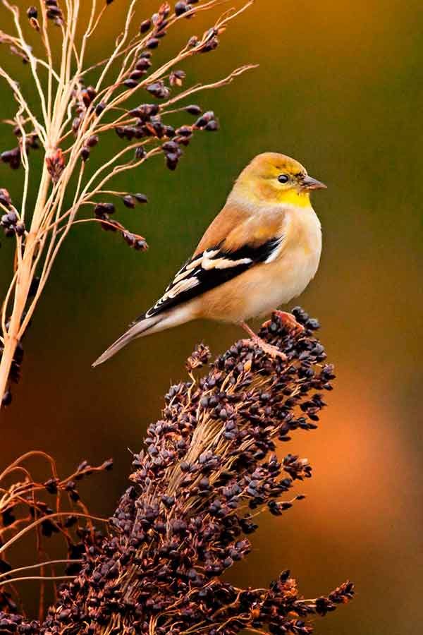 american goldfinch
