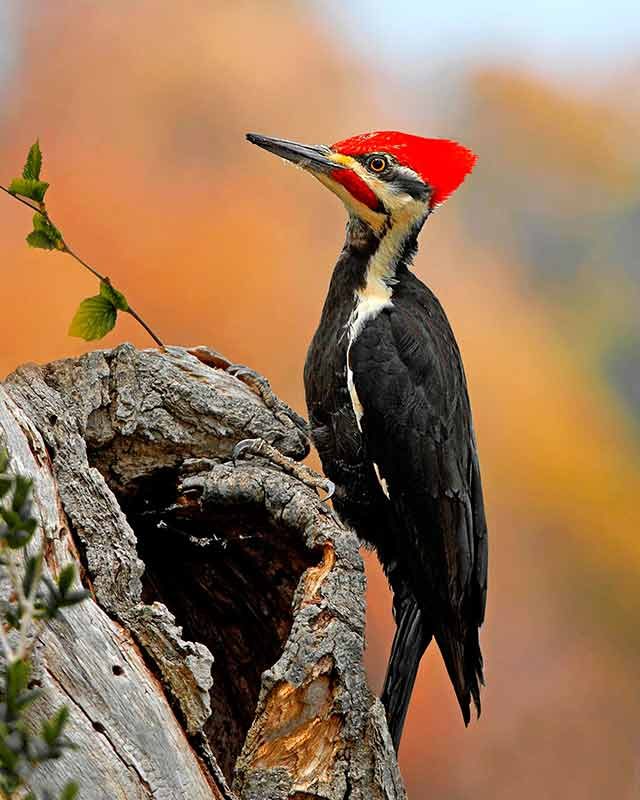 pileated woodpecker