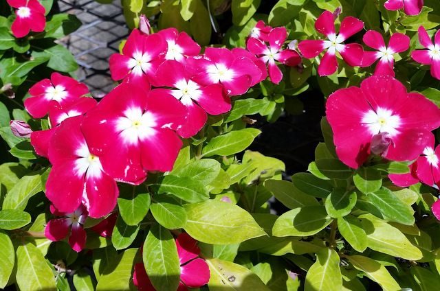 Annual Vinca