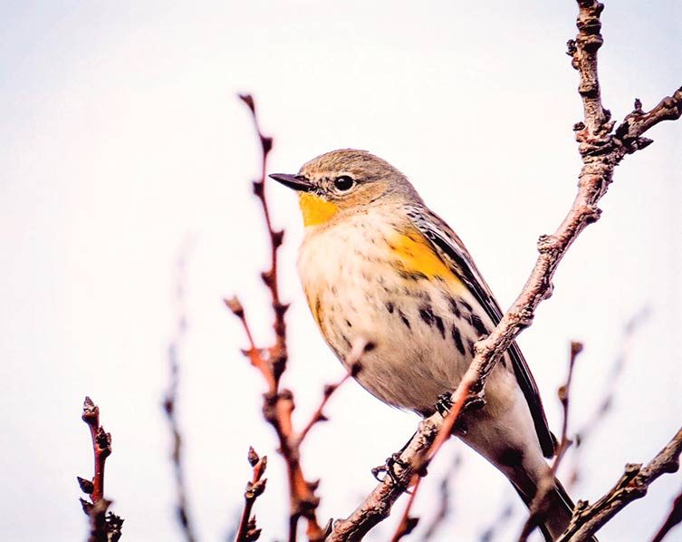 yellow rumped warbler, autumn birds