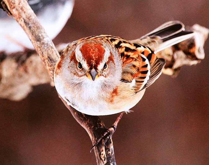 american tree sparrow, autumn birds