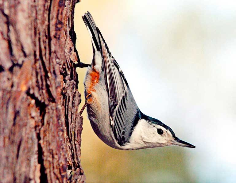 white breasted nuthatch