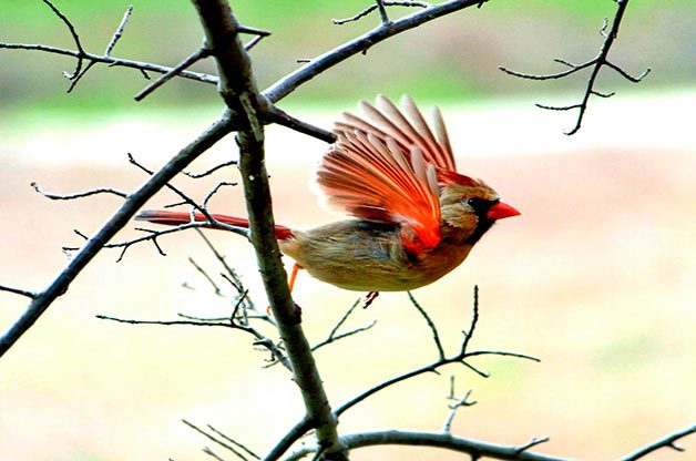northern cardinal, autumn birds