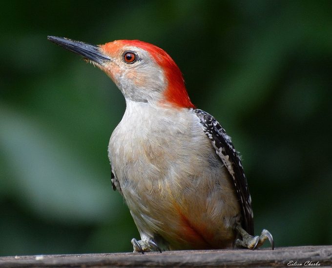 red-bellied woodpecker