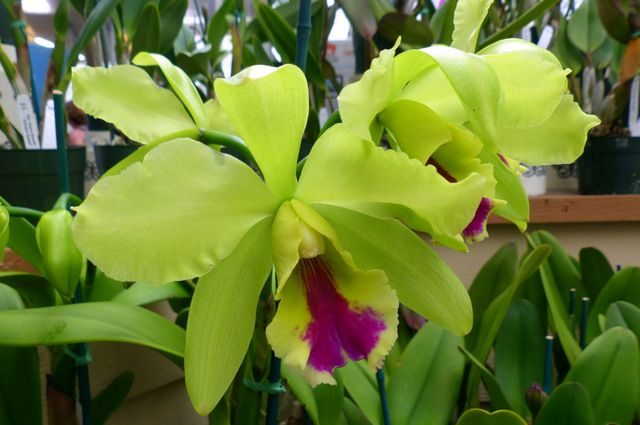 Growing Orchids Cattleya