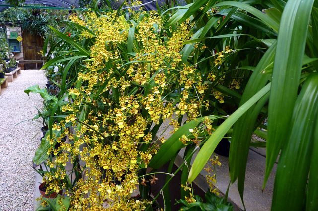 Growing Orchids Oncidium