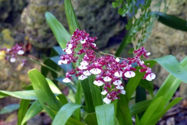 Growing Orchids Oncidium