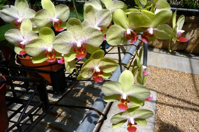 Growing Orchids Phalaenopsis
