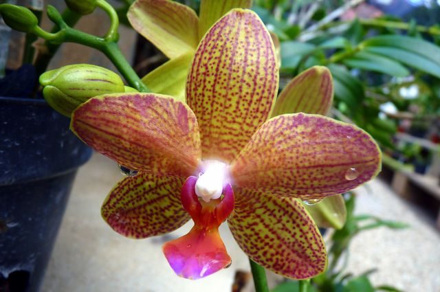 Growing Orchids Phalaenopsis