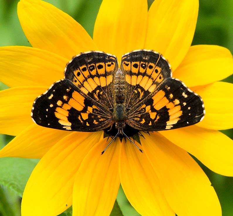 pearl crescent