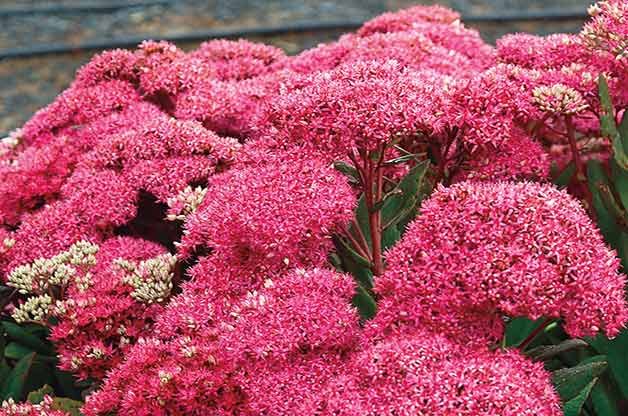 sedum