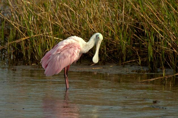 What Causes Birds Beaks to be Different?
