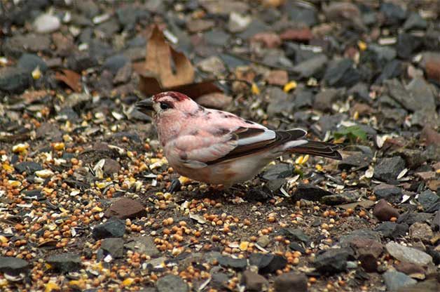 leucistic purple finch