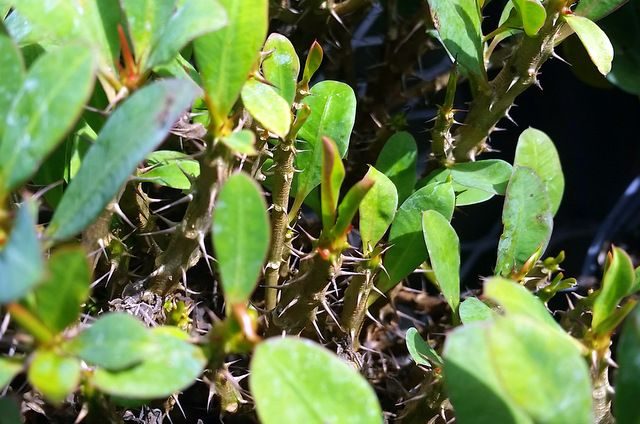Crown of Thorns