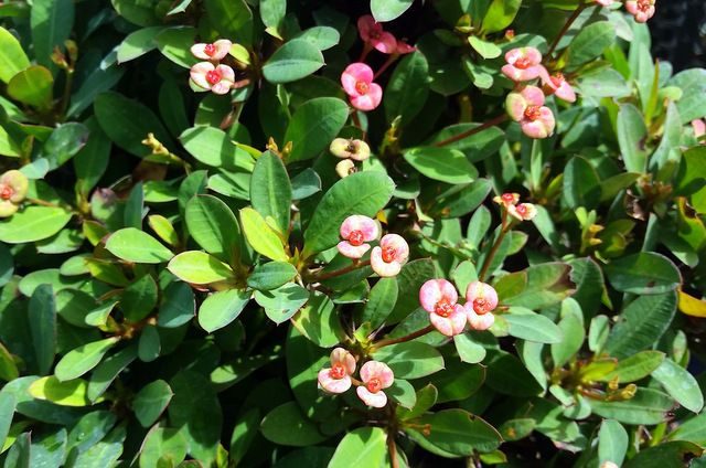 Crown of Thorns