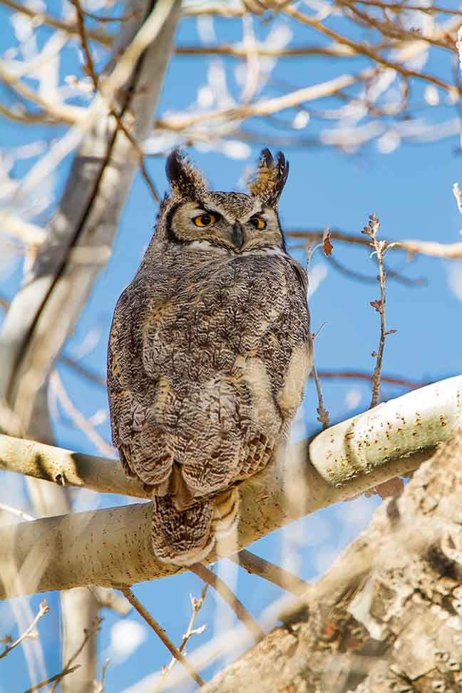 great-horned owl