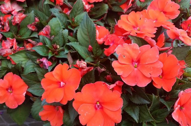 New Guinea Impatiens