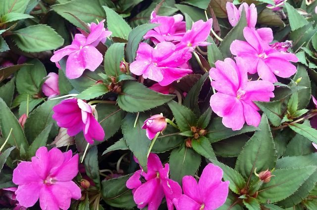New Guinea Impatiens