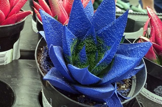 Painted Succulents