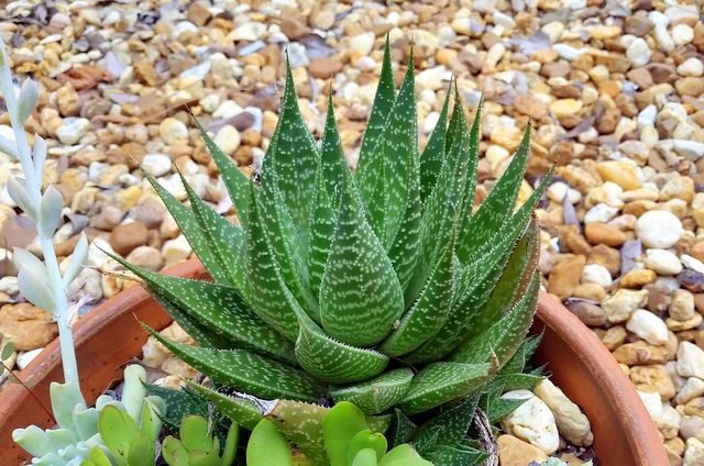 Painted Succulents Underneath