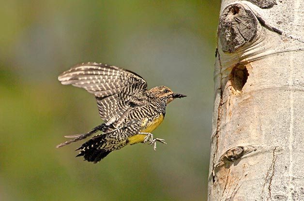 Williamson's sapsucker female
