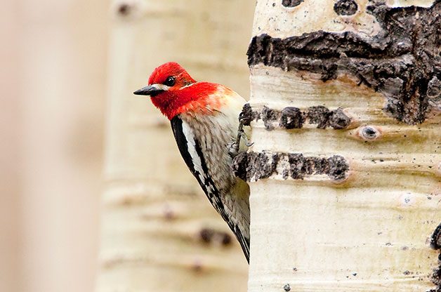 sapsucker bird