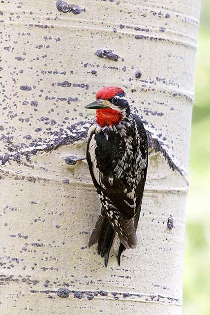 Red-naped sapsucker