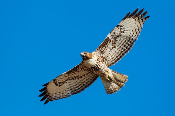 Shutterstock 231513913