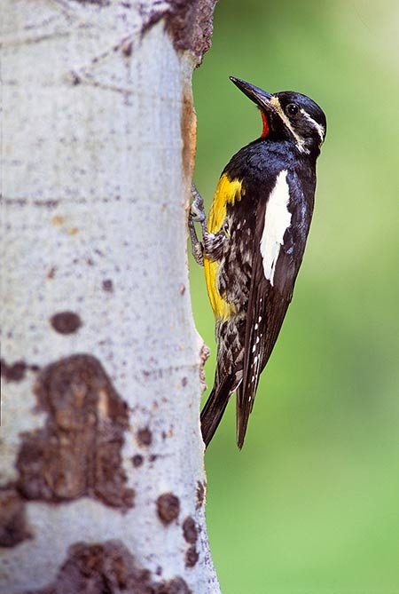 Male Williamson's sapsucker