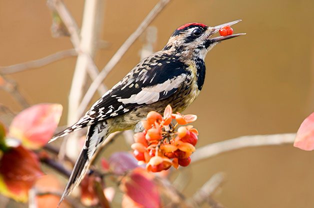 female yellow-bellied sapsucker