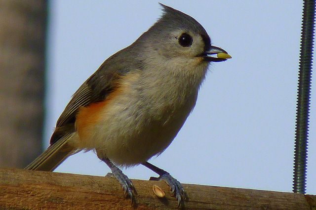 Bird Feeding Habits