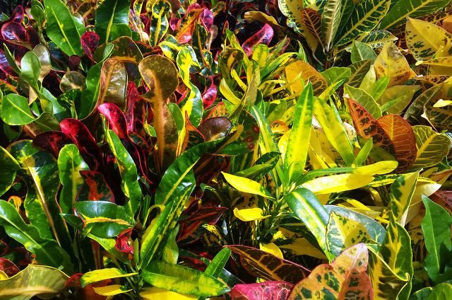 Grow Crotons