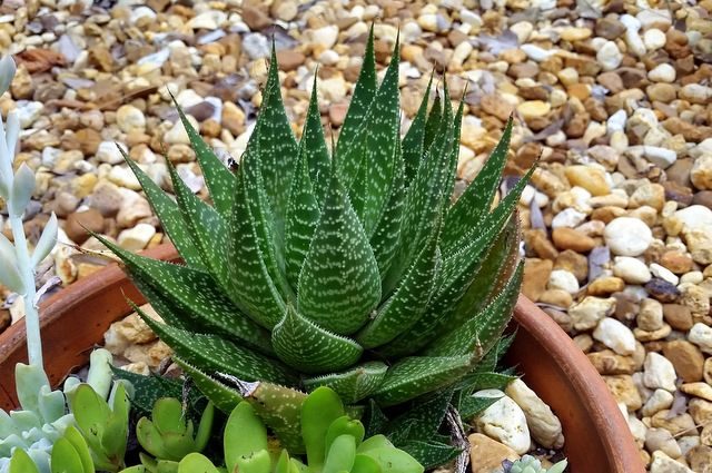 Haworthia Succulents